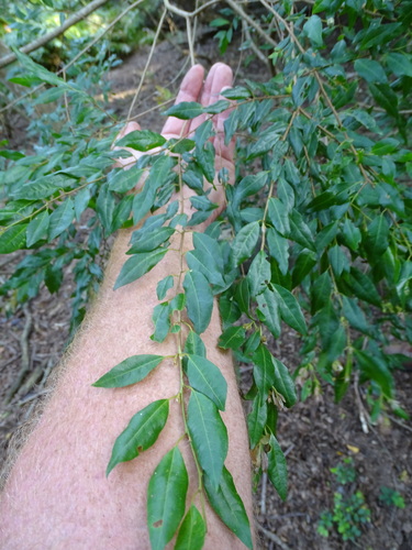 Image of Terminalia myrtifolia by (c) Shaun Swanepoel, some rights reserved (CC BY)