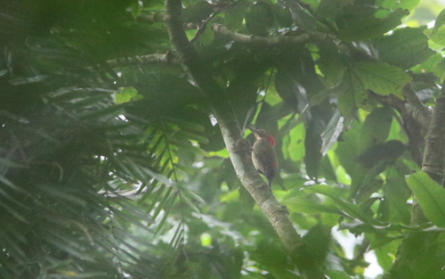 Red-collared Woodpecker (Picus rabieri), photo 7