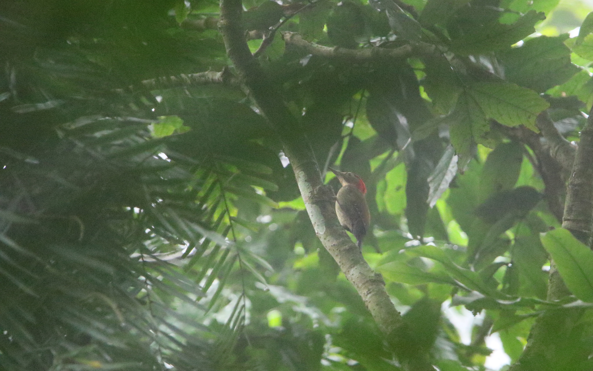 Red-collared Woodpecker (Picus rabieri), photo 7