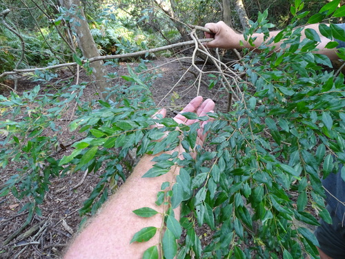 Image of Terminalia myrtifolia by (c) Shaun Swanepoel, some rights reserved (CC BY)
