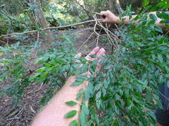 Pteleopsis myrtifolia