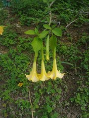 Brugmansia aurea
