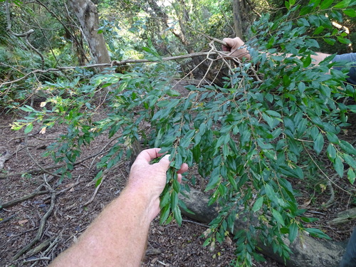 Image of Terminalia myrtifolia by (c) Shaun Swanepoel, some rights reserved (CC BY)