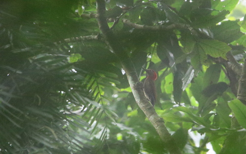 Red-collared Woodpecker (Picus rabieri), photo 8