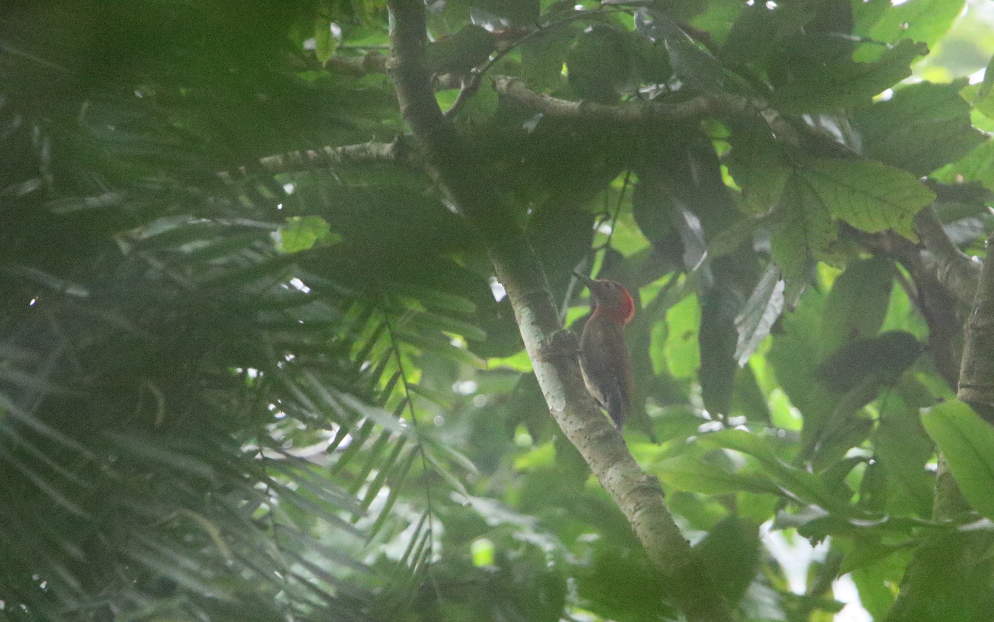 Red-collared Woodpecker (Picus rabieri), photo 8
