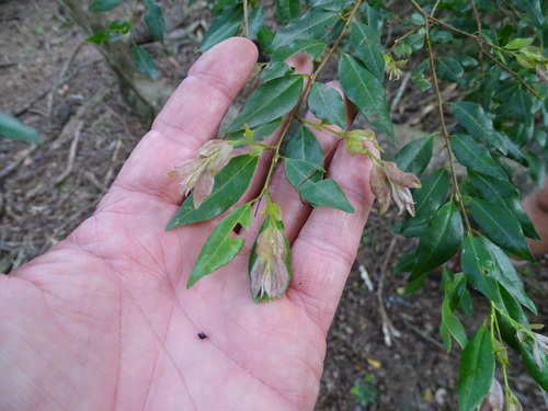Image of Terminalia myrtifolia by (c) Shaun Swanepoel, some rights reserved (CC BY)