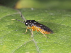 Monophadnus spinolae