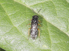 Monophadnus spinolae