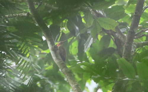 Red-collared Woodpecker (Picus rabieri), photo 9
