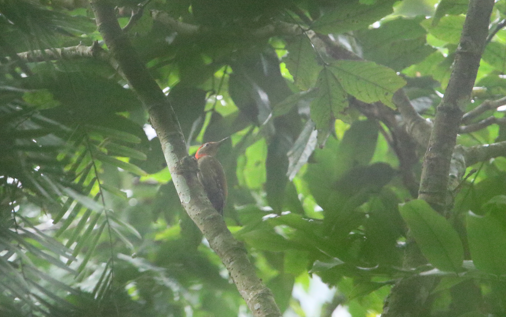 Red-collared Woodpecker (Picus rabieri), photo 9
