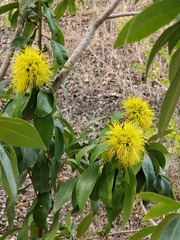 Xanthostemon chrysanthus