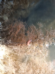 Cratena pawarshindeorum