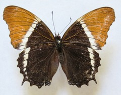 Siproeta epaphus epaphus