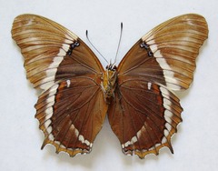 Siproeta epaphus epaphus