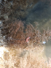 Cratena pawarshindeorum