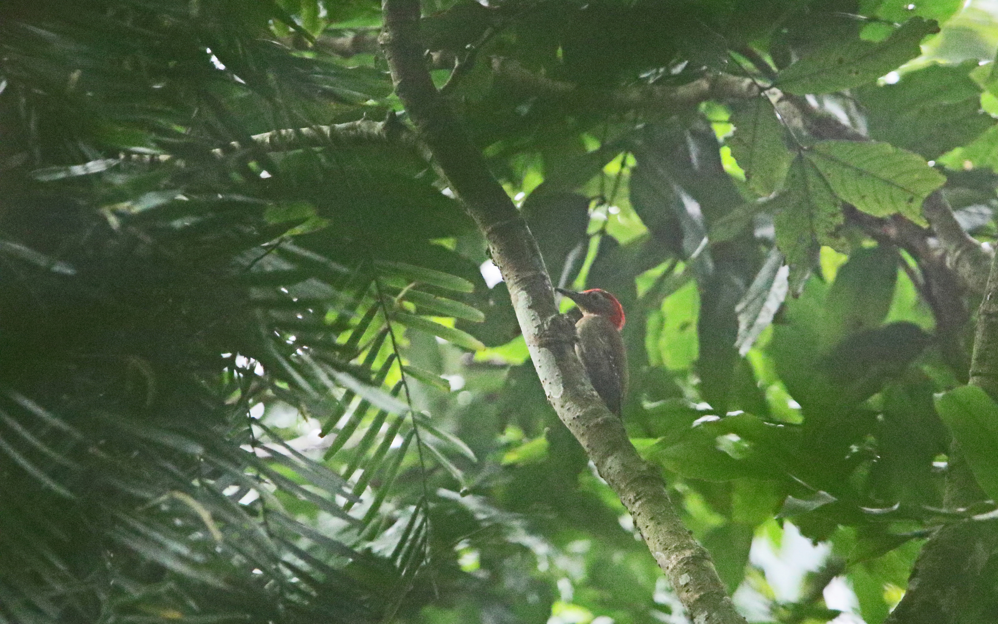 Red-collared Woodpecker (Picus rabieri), photo 10