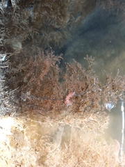 Cratena pawarshindeorum