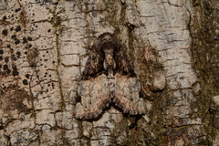 Noctuidae