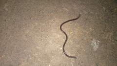 Indotyphlops braminus