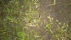 Indotyphlops braminus