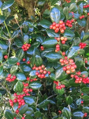 Ilex