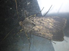 Euxoa velleripennis