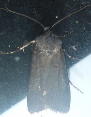 Euxoa velleripennis