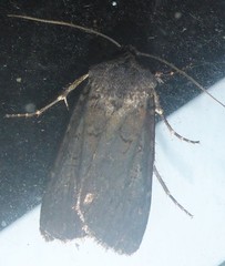 Euxoa velleripennis