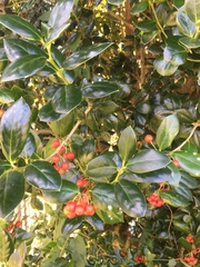 Ilex