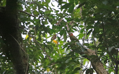 Picus rabieri