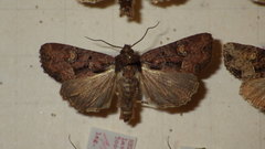Mesapamea secalis