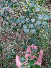 Hymenocardia ulmoides