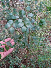 Hymenocardia ulmoides