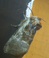 Meropleon ambifusca