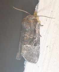 Meropleon ambifusca