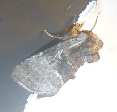 Meropleon ambifusca