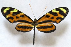 Mechanitis lysimnia utemaia