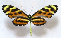 Mechanitis lysimnia utemaia