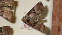 Mesoligia literosa