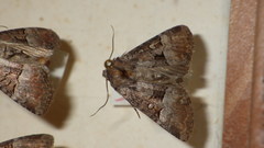 Mesoligia literosa
