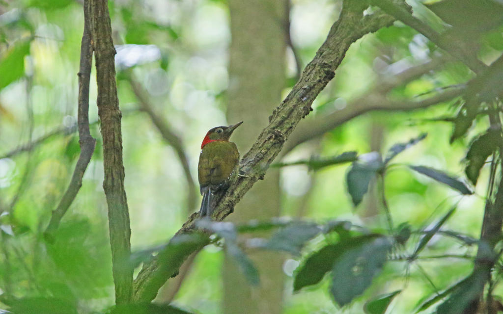 Red-collared Woodpecker (Picus rabieri) photo