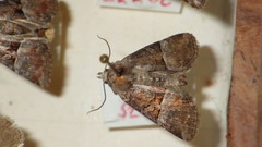 Mesoligia literosa