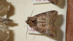 Mesoligia literosa