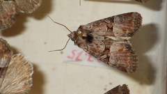 Mesoligia literosa