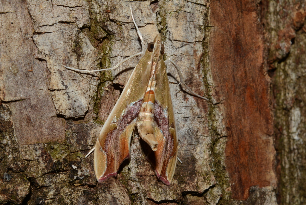 Agathodes designalis