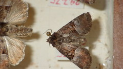Mesoligia literosa
