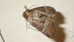 Mesoligia literosa