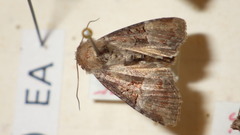 Mesoligia literosa
