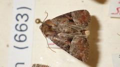 Mesoligia literosa