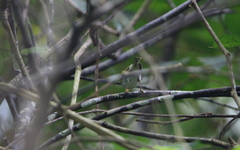 Phylloscopus claudiae